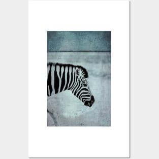 Zebra Posters and Art